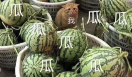 会长吃瓜爆料准吗,揭秘娱乐圈真相，准确度令人惊叹