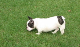 牛牛精品视频,探索视觉盛宴的奥秘